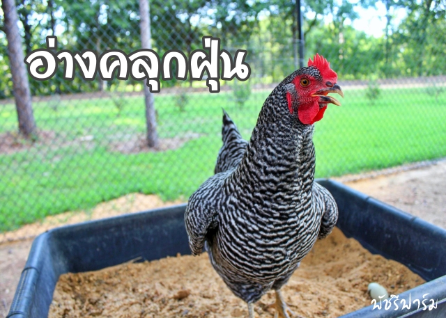 วิธีกำจัดไรแดง เห็บ หมัด แบบง่ายในเล้าไก่